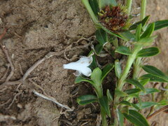 Galianthe bogotensis