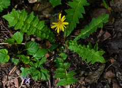 Aposeris foetida