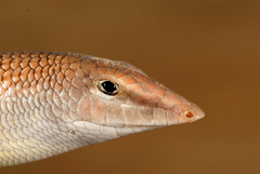 Scincus mitranus