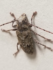 Aegomorphus modestus