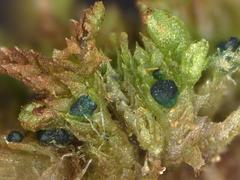 Mniaecia jungermanniae