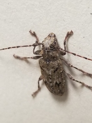 Aegomorphus modestus