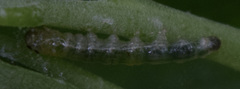 Pantographa limata