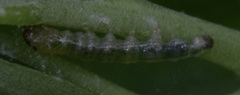 Pantographa limata