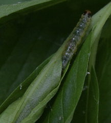 Pantographa limata