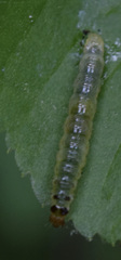 Pantographa limata