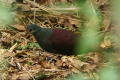 Zentrygon costaricensis