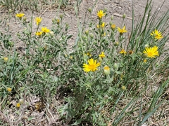 Heterotheca pedunculata