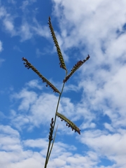 Urochloa brizantha