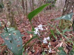 Vicia floridana