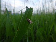 Syricoris