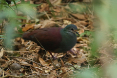 Zentrygon costaricensis