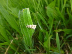 Syricoris
