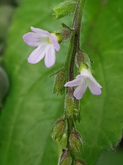 Priva lappulacea