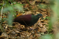 Zentrygon costaricensis