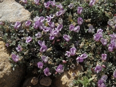 Astragalus kentrophyta tegetarius