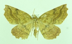 Ischalis variabilis
