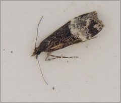 Scoparia minusculalis
