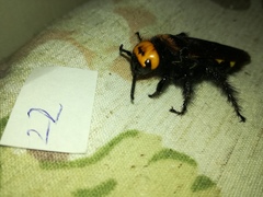 Megascolia maculata maculata