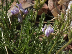 Oxytropis borealis viscida