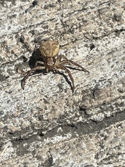 Xysticus californicus