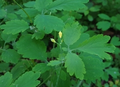 Chelidonium majus