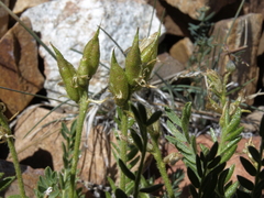 Oxytropis borealis viscida