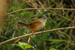 Cantorchilus modestus