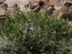 Oxytropis borealis viscida
