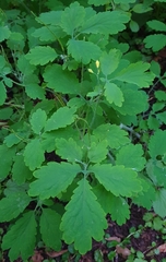 Chelidonium majus
