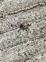 Xysticus californicus