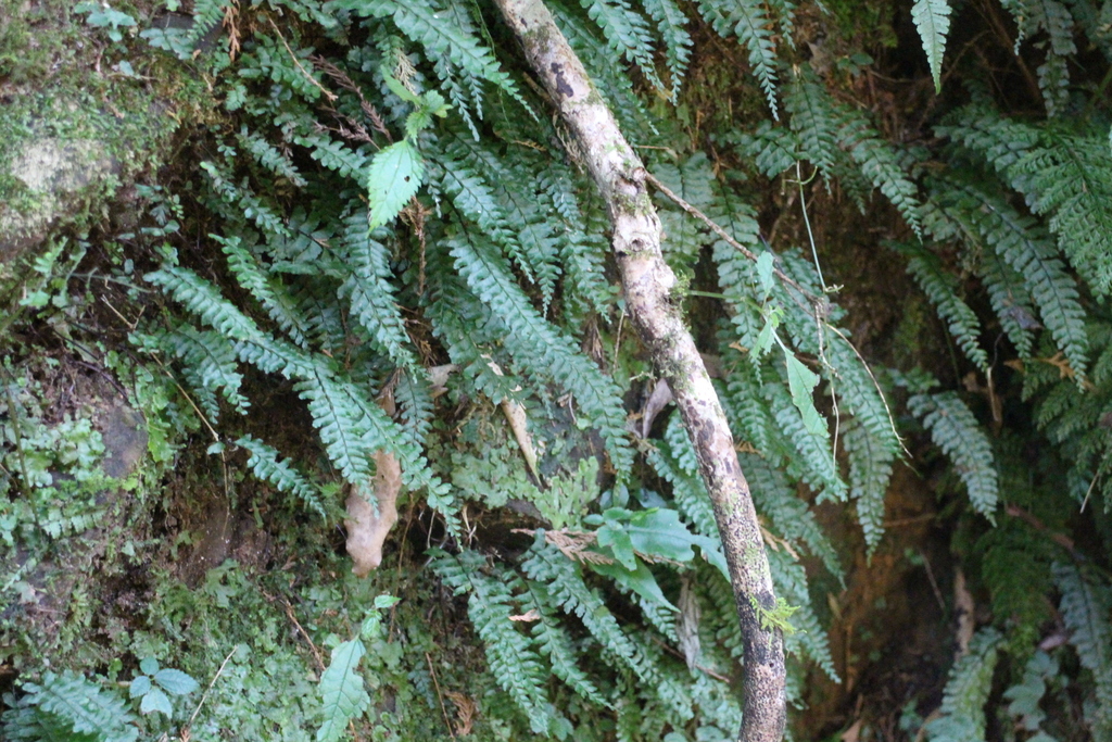 Hymenasplenium obliquissimum