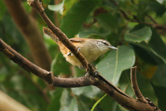 Cantorchilus modestus