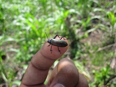 Strongylium auratum