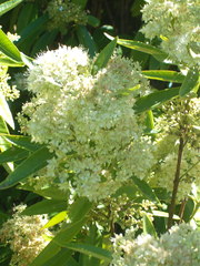 Backhousia citriodora