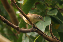 Cantorchilus modestus