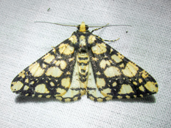 Alcis maculata
