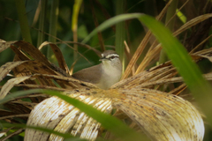 Cantorchilus zeledoni