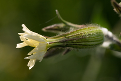 Silene noctiflora