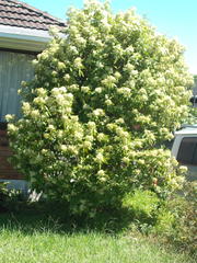 Backhousia citriodora