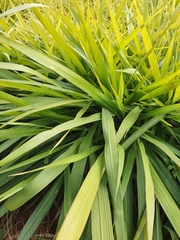 Urochloa brizantha