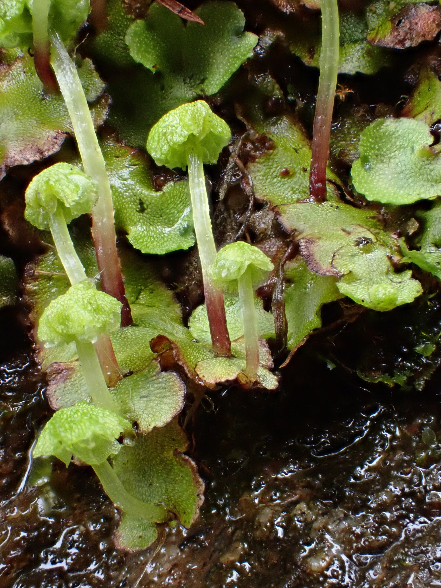 Marchantia quadrata