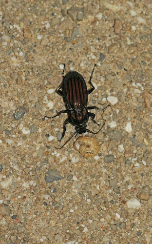 Carabus melancholicus submeridionalis
