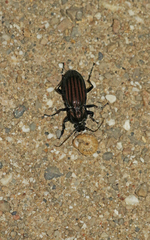 Carabus melancholicus melancholicus