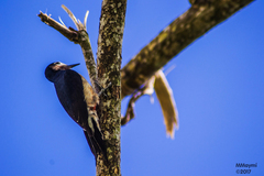 Melanerpes portoricensis