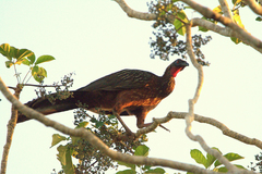 Penelope ochrogaster