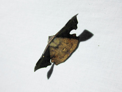 Fascellina