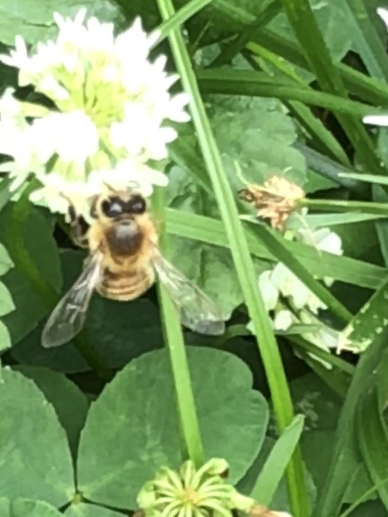 Western Honey Bee from Box Elder Dr, Kirkwood, MO, US on June 09, 2021