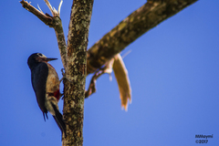 Melanerpes portoricensis