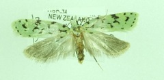 Izatha peroneanella